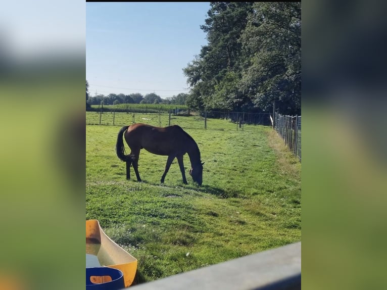 Engels volbloed Ruin 13 Jaar 164 cm Bruin in Samern