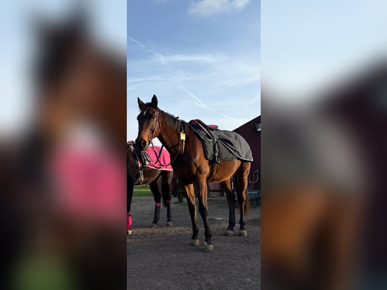 Engels volbloed Ruin 15 Jaar 164 cm Bruin in SonsbecK