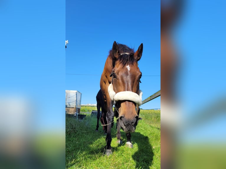 Engels volbloed Ruin 15 Jaar 164 cm Bruin in SonsbecK