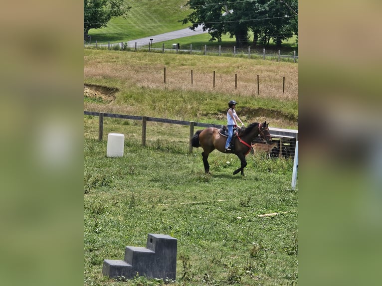 Engels volbloed Ruin 16 Jaar 152 cm Donkerbruin in finksburg maryland