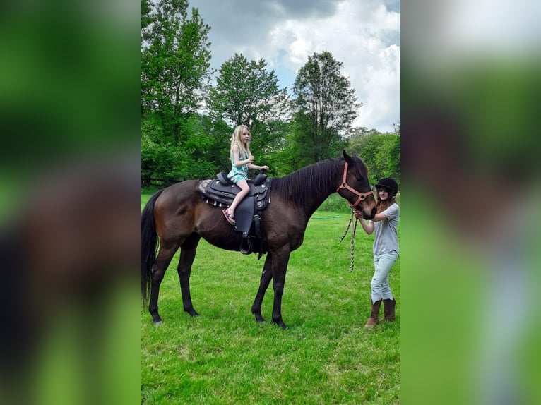 Engels volbloed Ruin 16 Jaar 152 cm Donkerbruin in finksburg maryland