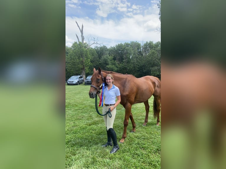 Engels volbloed Ruin 16 Jaar 170 cm Donkere-vos in Gap