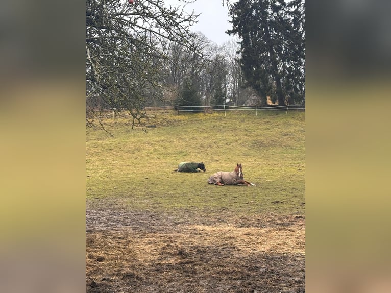 Engels volbloed Ruin 18 Jaar 160 cm Vos in Karlskron