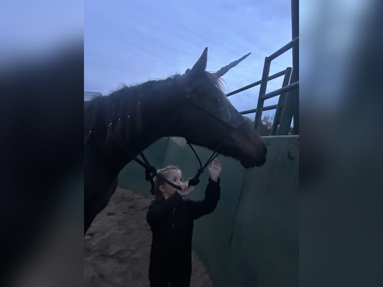 Engels volbloed Ruin 18 Jaar 163 cm Donkerbruin in west friendship