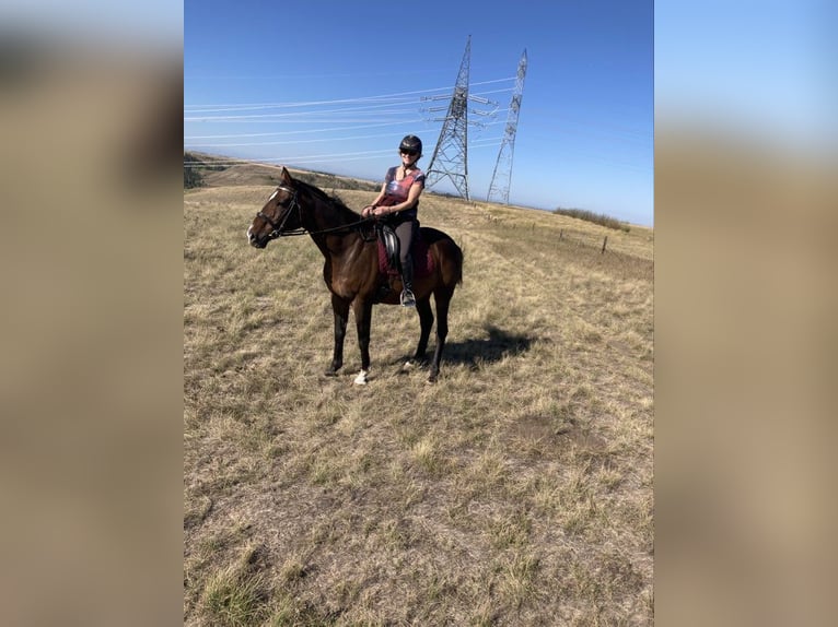 Engels volbloed Ruin 19 Jaar 163 cm Donkerbruin in Calgary