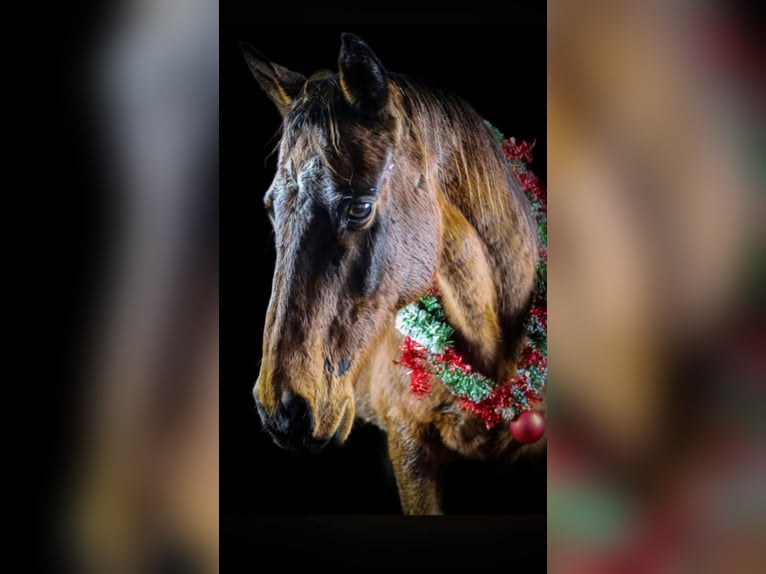 Engels volbloed Ruin 19 Jaar 165 cm Bruin in Bucey-en-Othe