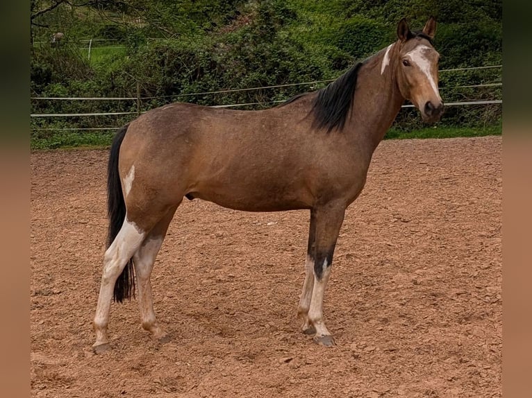 Engels volbloed Mix Ruin 3 Jaar 153 cm Gevlekt-paard in Beckingen