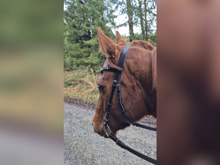 Engels volbloed Ruin 3 Jaar 157 cm Vos in Berom&#xFC;nster