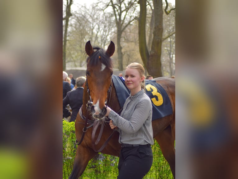 Engels volbloed Ruin 3 Jaar 162 cm Bruin in Neuenhagen