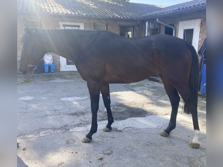 Engels volbloed Ruin 3 Jaar 165 cm Bruin in FR-SAINT WAAST