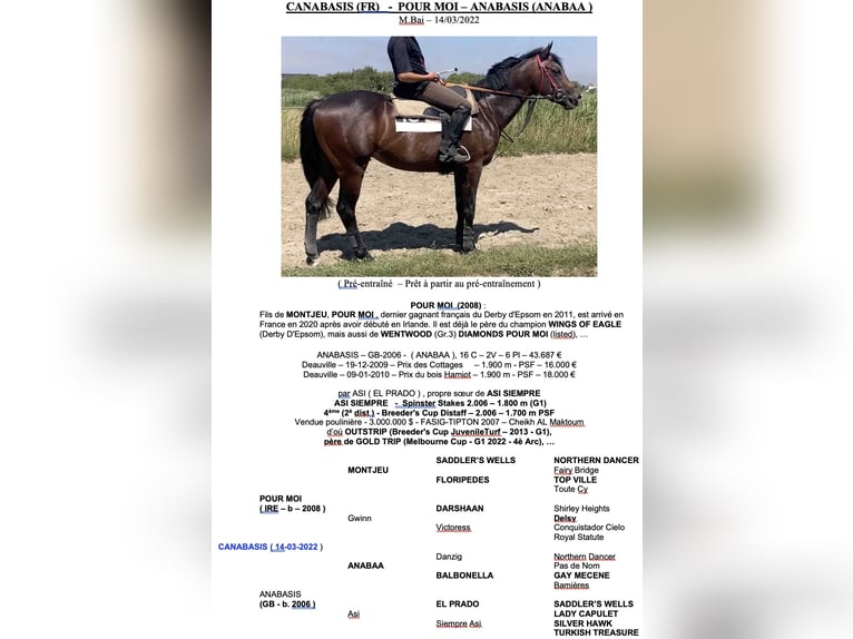 Engels volbloed Ruin 3 Jaar 165 cm Bruin in FR-SAINT WAAST