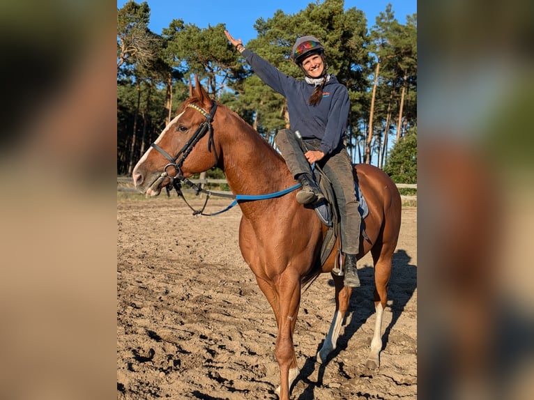 Engels volbloed Ruin 3 Jaar 165 cm Vos in Möser