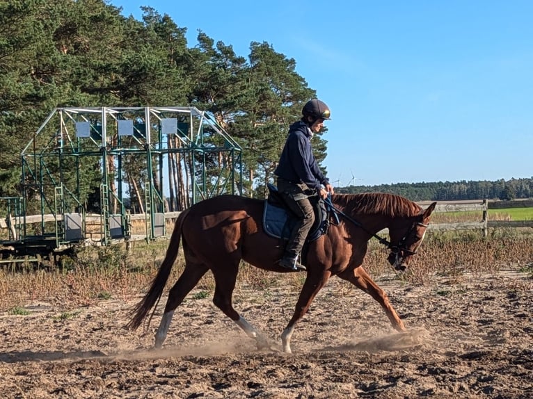 Engels volbloed Ruin 3 Jaar 165 cm Vos in Möser