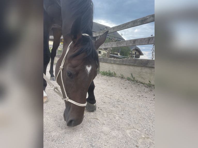 Engels volbloed Ruin 3 Jaar 167 cm Zwartbruin in SeehamSeeham