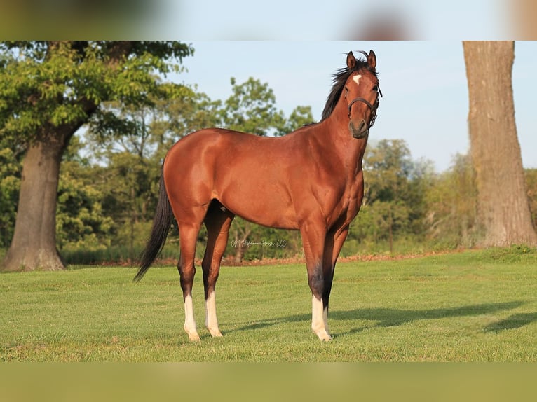 Engels volbloed Ruin 3 Jaar 168 cm Roodbruin in Albion, IL