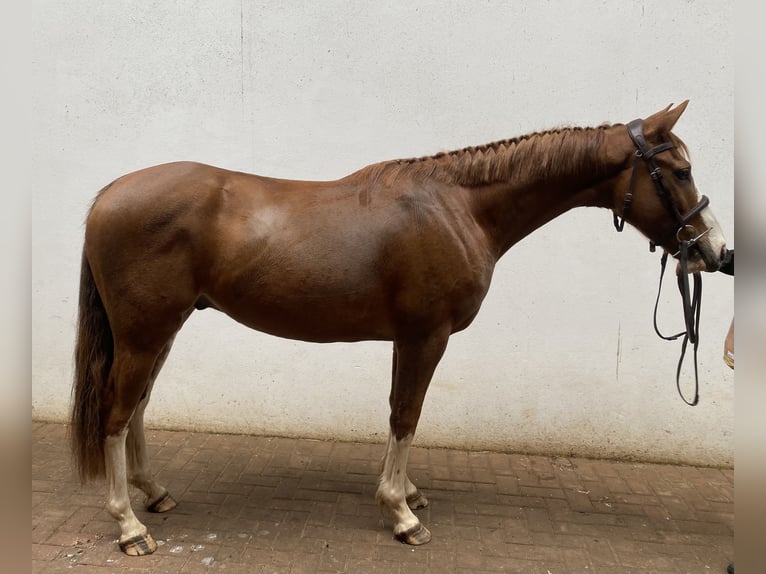 Engels volbloed Mix Ruin 4 Jaar 147 cm Donkere-vos in Chobham