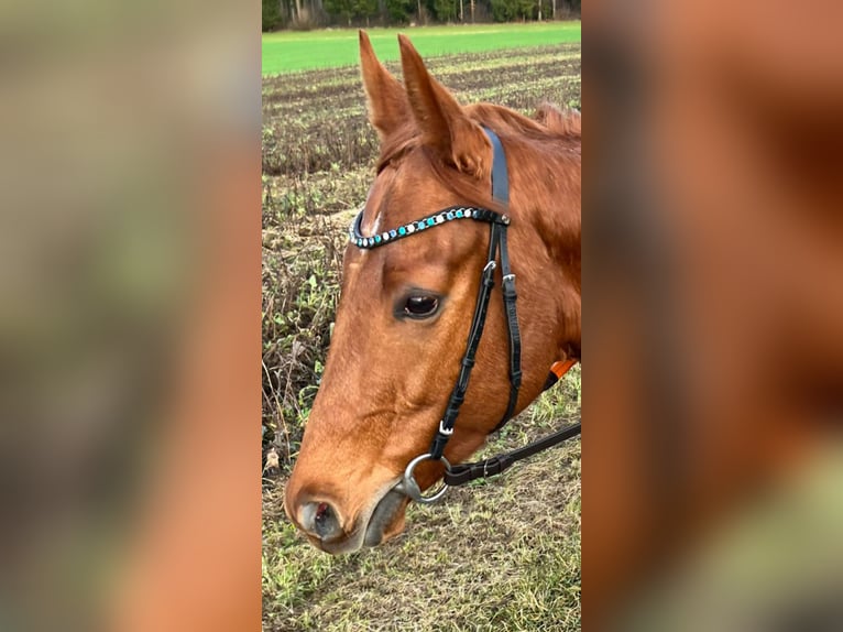 Engels volbloed Ruin 4 Jaar 157 cm Vos in Beromünster