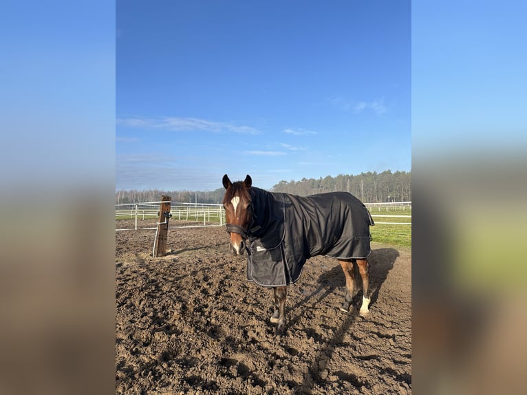 Engels volbloed Ruin 4 Jaar 158 cm Roodbruin in Piaseczno