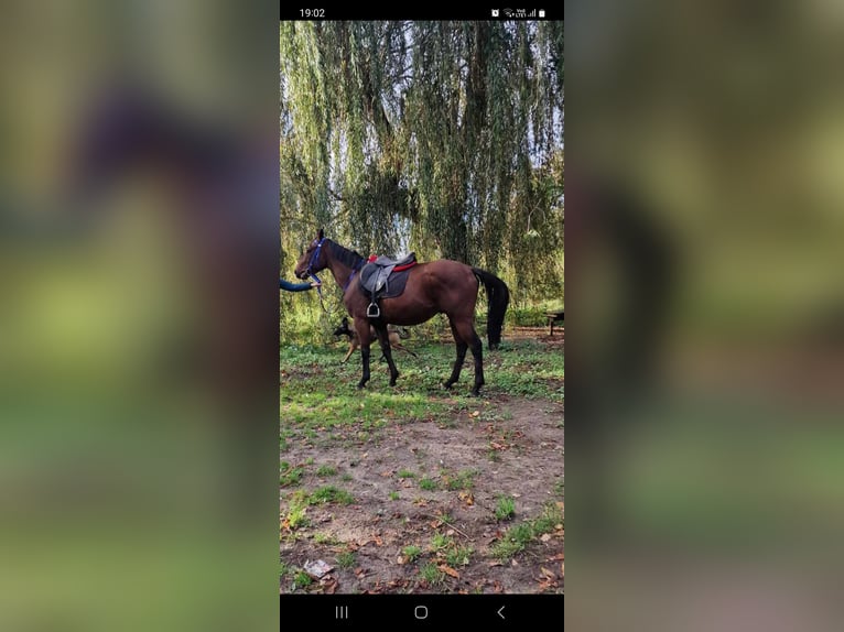 Engels volbloed Ruin 4 Jaar 160 cm Bruin in Meerdonk