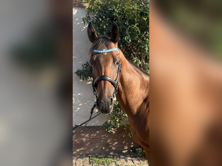 Engels volbloed Ruin 4 Jaar 160 cm Bruin in Zweibrücken