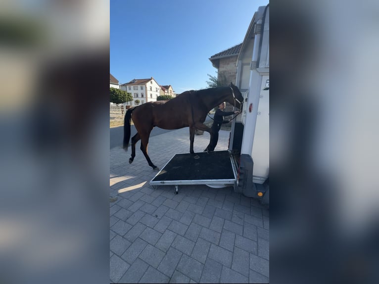 Engels volbloed Ruin 4 Jaar 160 cm Bruin in Zweibrücken
