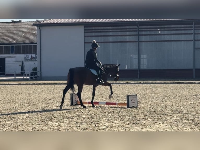 Engels volbloed Ruin 4 Jaar 160 cm Bruin in Zweibrücken