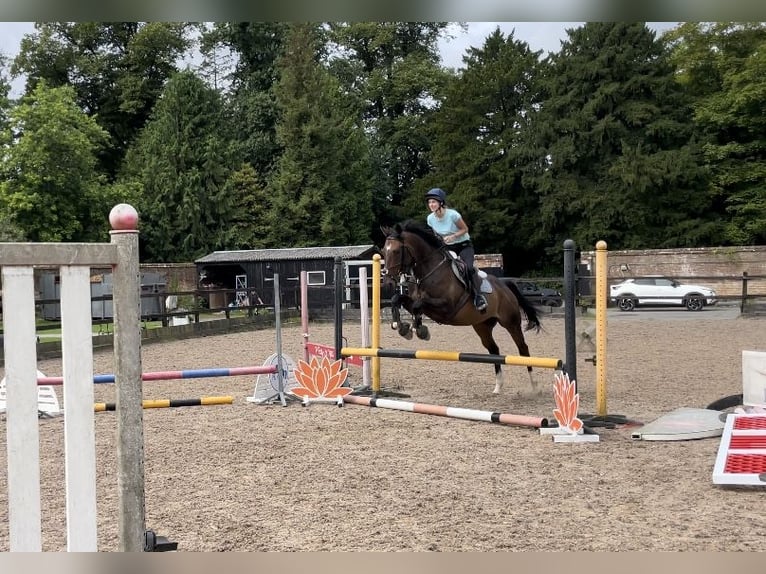 Engels volbloed Ruin 4 Jaar 160 cm Donkerbruin in Tunworth