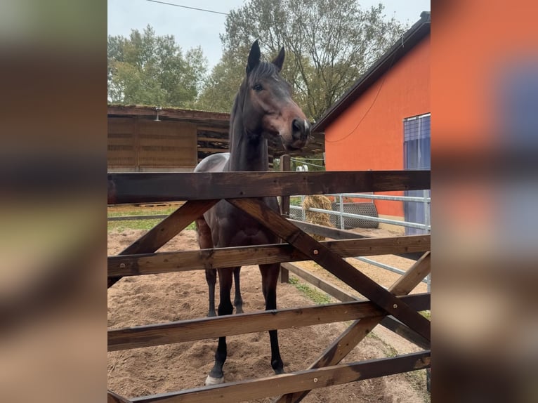 Engels volbloed Ruin 4 Jaar 163 cm Donkerbruin in Iffezheim