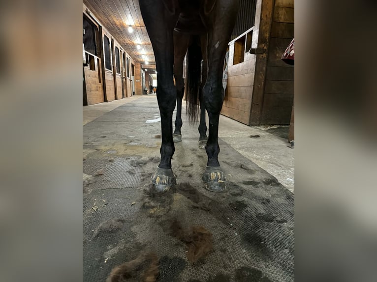 Engels volbloed Ruin 4 Jaar 163 cm Roodbruin in Plympton