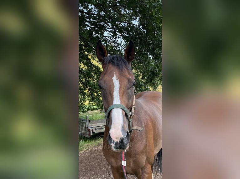 Engels volbloed Ruin 4 Jaar 165 cm Bruin in Waldfischbach-Burgalben