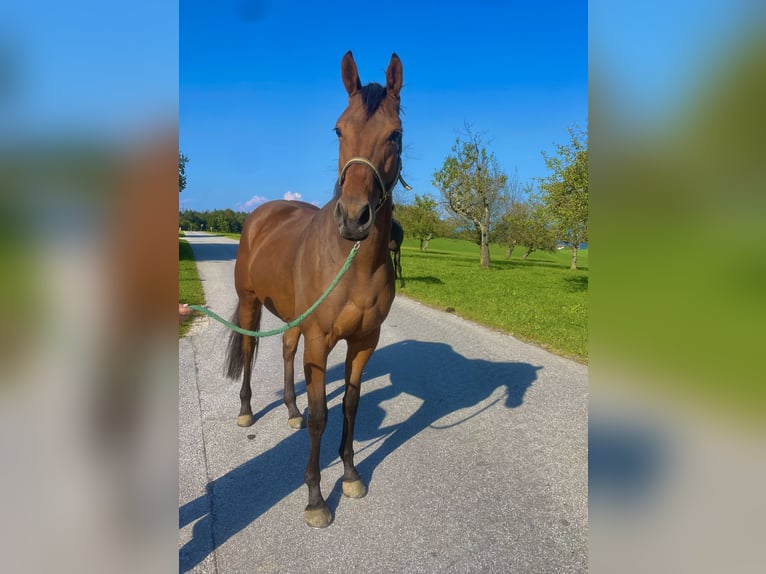 Engels volbloed Ruin 4 Jaar 165 cm Bruin in Seeham