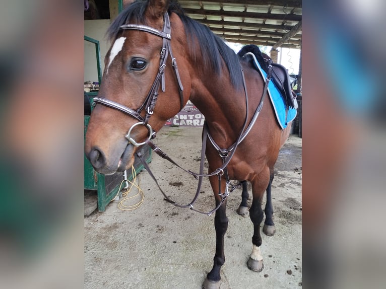 Engels volbloed Ruin 4 Jaar 165 cm Bruin in Campiglione fenile