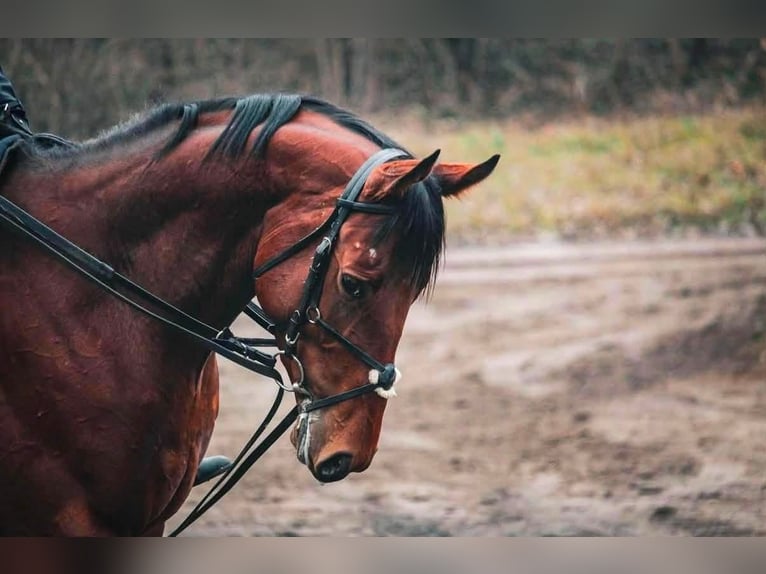 Engels volbloed Ruin 4 Jaar 166 cm Roodbruin in Dunakeszi