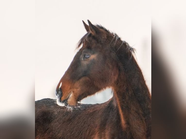 Engels volbloed Ruin 4 Jaar 167 cm Zwartbruin in SeehamSeeham