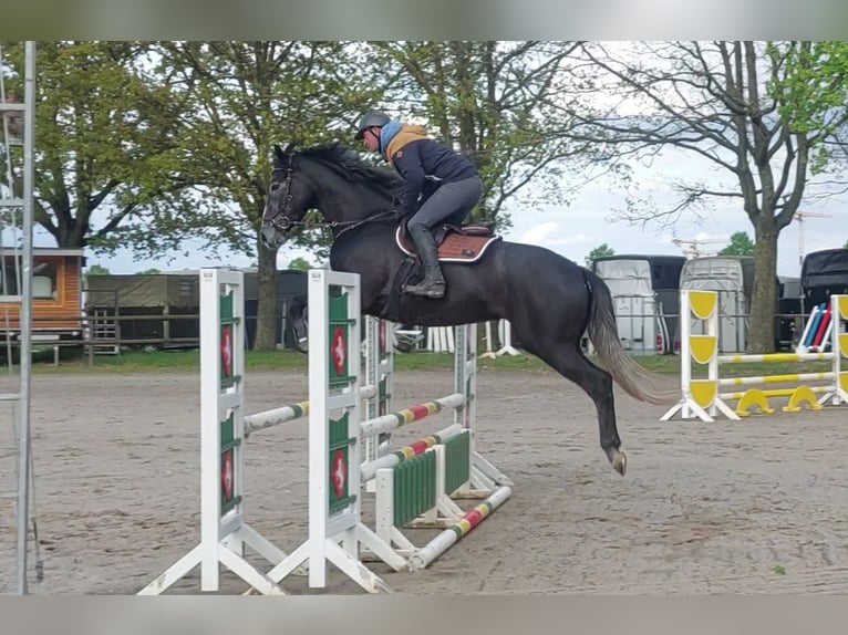 Engels volbloed Ruin 4 Jaar 169 cm Zwartschimmel in Kaarst