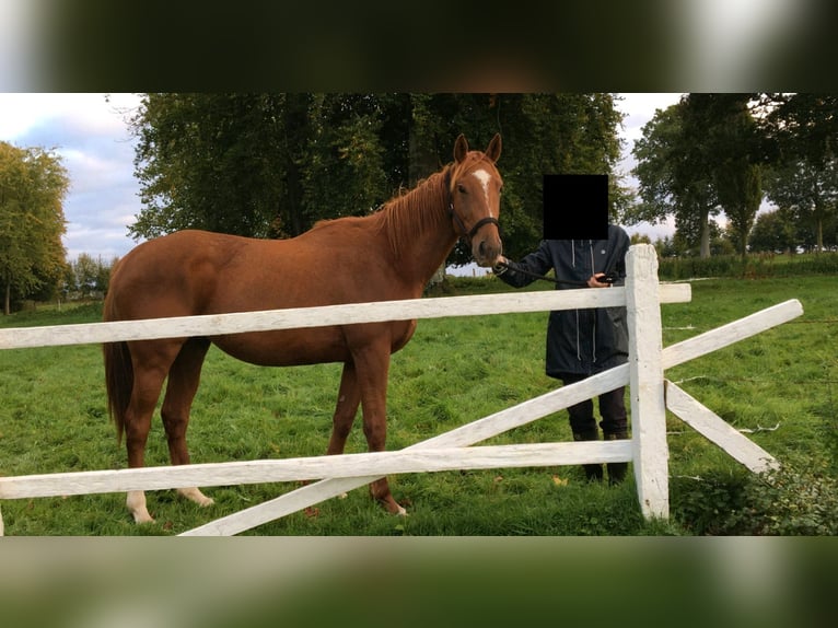 Engels volbloed Ruin 4 Jaar 170 cm Vos in Etalondre