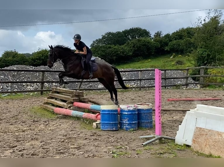 Engels volbloed Ruin 5 Jaar 155 cm Bruin in Sligo