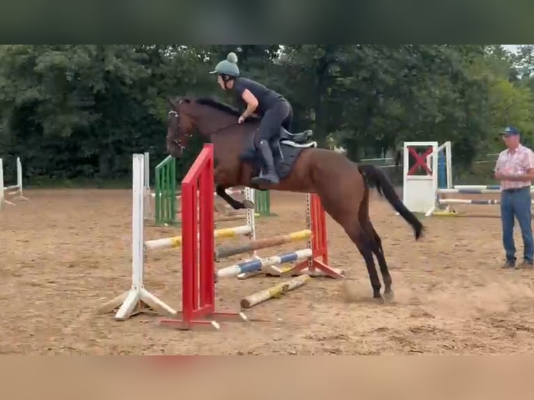 Engels volbloed Ruin 5 Jaar 160 cm Bruin in Zweibr&#xFC;cken
