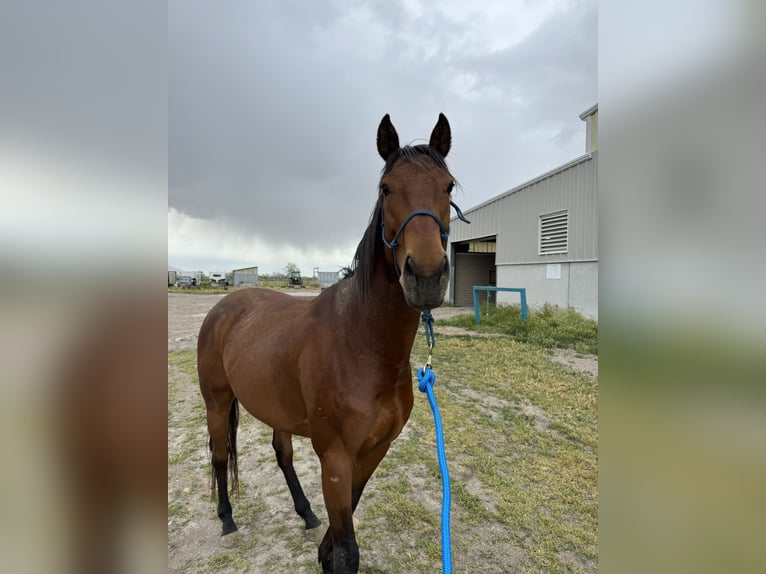 Engels volbloed Ruin 5 Jaar 163 cm Roodbruin in Tooele