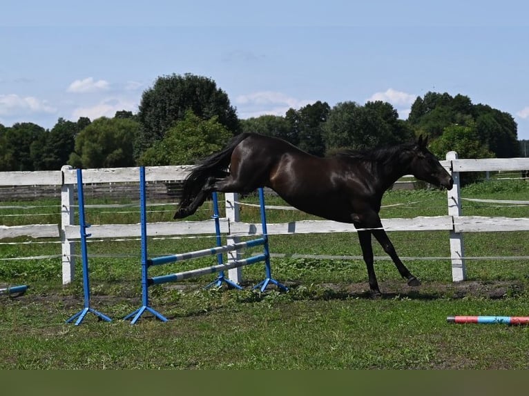 Engels volbloed Mix Ruin 5 Jaar 163 cm Zwartbruin in Santok