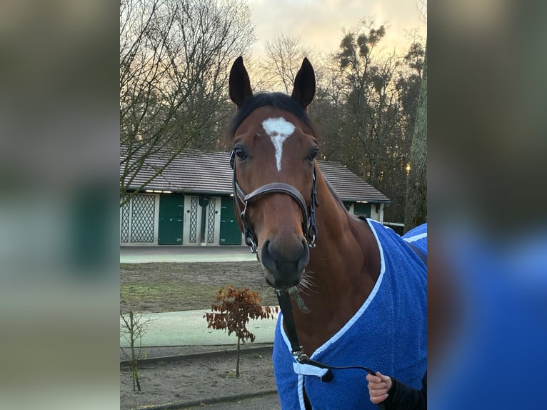 Engels volbloed Ruin 5 Jaar 165 cm Bruin in Iffezheim