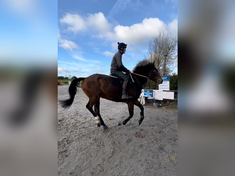 Engels volbloed Ruin 5 Jaar 165 cm Roodbruin in Westmeath