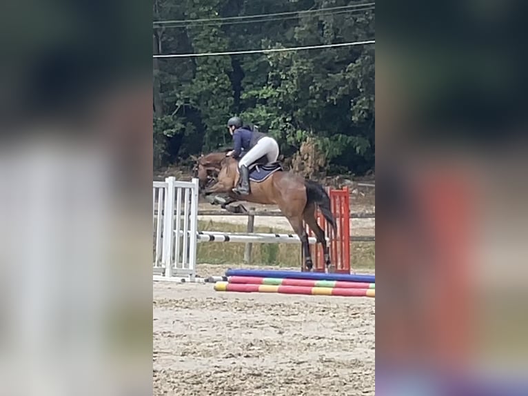 Engels volbloed Ruin 5 Jaar 166 cm Bruin in Saint-Porchaire
