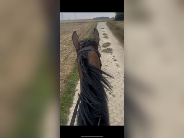 Engels volbloed Ruin 5 Jaar 168 cm Bruin in Neuss