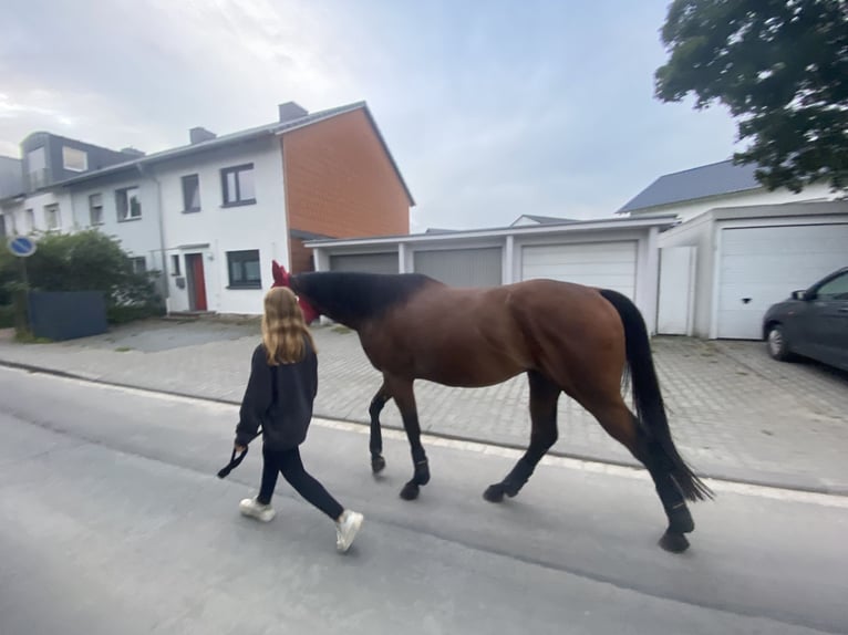 Engels volbloed Ruin 5 Jaar 168 cm Bruin in Mainz