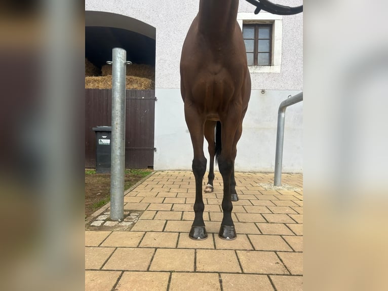 Engels volbloed Ruin 5 Jaar 168 cm Bruin in Wilsdruff