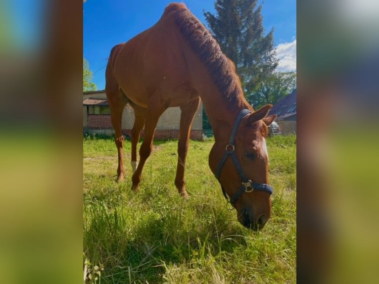 Engels volbloed Ruin 5 Jaar 168 cm Vos in Wendemark