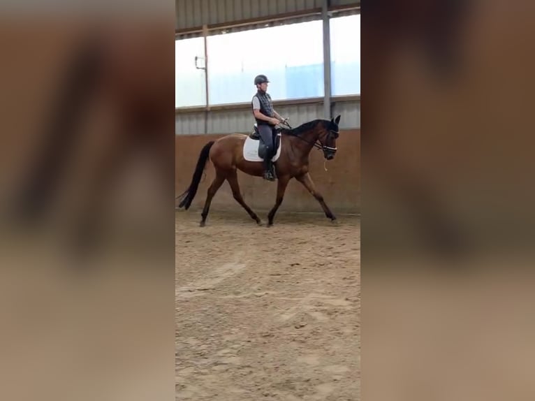 Engels volbloed Ruin 5 Jaar 170 cm Bruin in Winkelsett-Wohlde