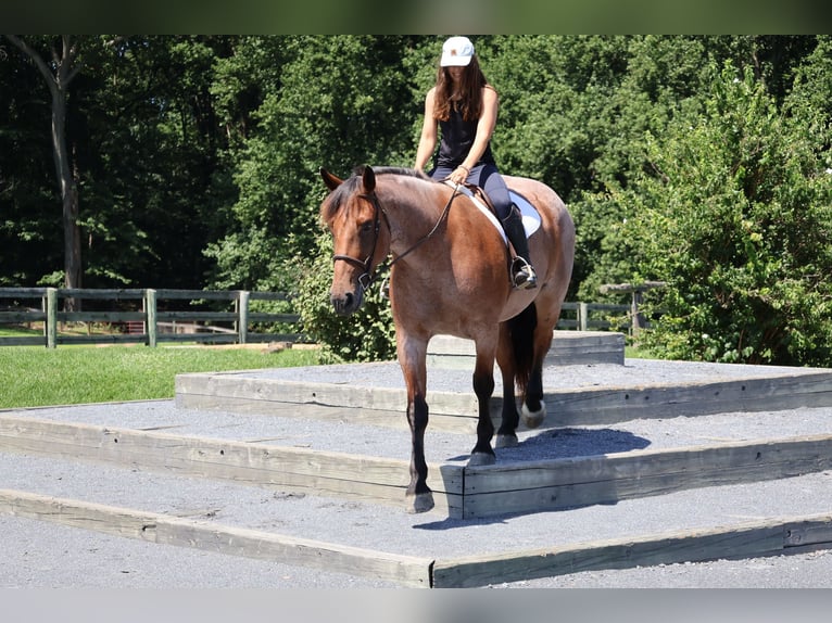 Engels volbloed Mix Ruin 5 Jaar 173 cm Roan-Bay in Littlestown