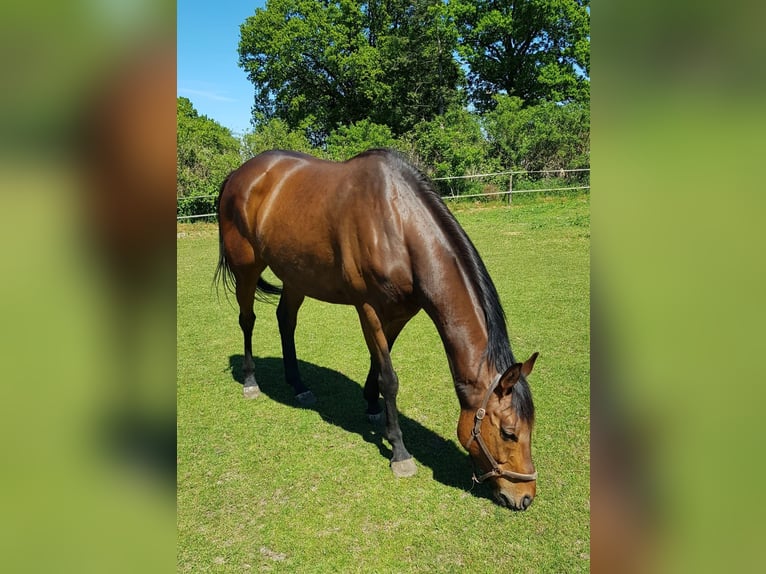 Engels volbloed Ruin 6 Jaar 159 cm Donkerbruin in Gnarrenburg